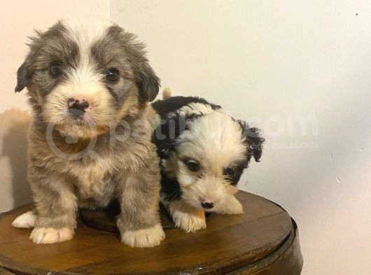 Ev Doğumu Morkie Yavrularımız Uygundur görsel