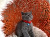 Safkan British Shorthair Blue
