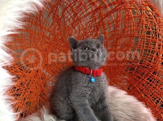 Safkan British Shorthair Blue görsel