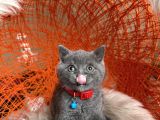 Safkan British Shorthair Blue