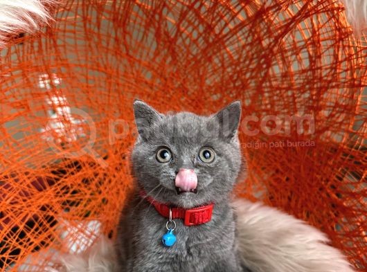 Safkan British Shorthair Blue görsel