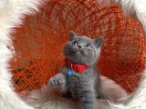 Safkan British Shorthair Blue