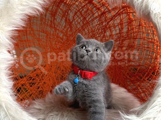 Safkan British Shorthair Blue görsel