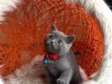 Safkan British Shorthair Blue