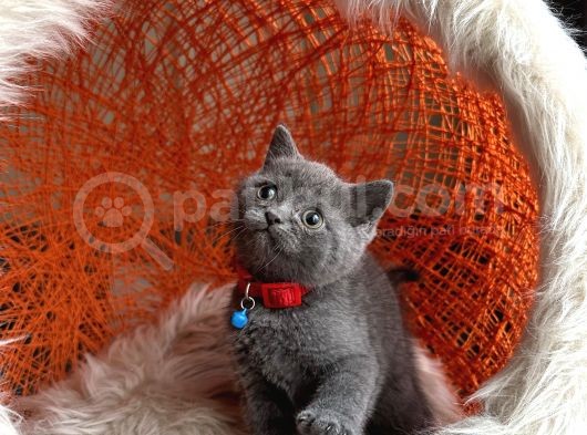 Safkan British Shorthair Blue görsel