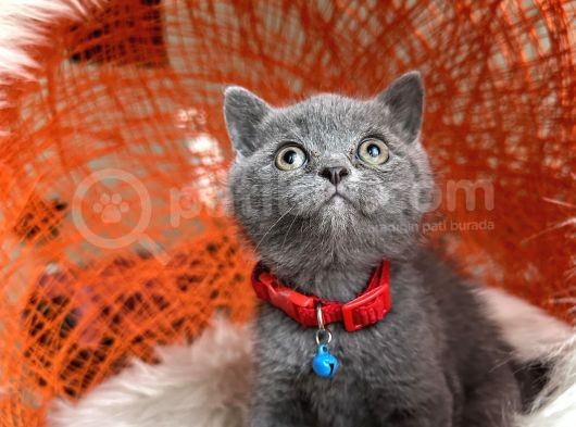 Safkan British Shorthair Blue