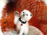 Scottish Fold Bluepoint