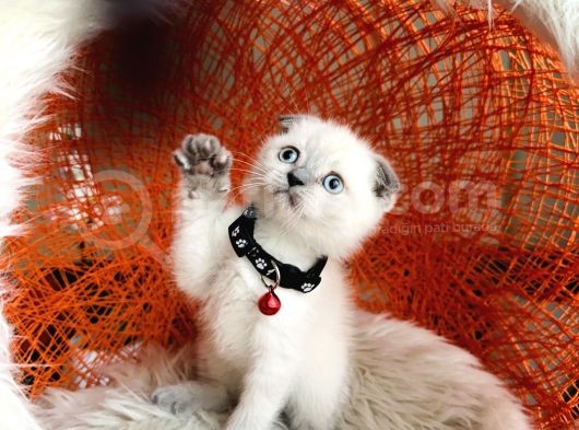 Scottish Fold Bluepoint görsel
