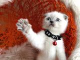 Scottish Fold Bluepoint