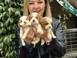 Efsane Cavalier King Charles Yavrularımız