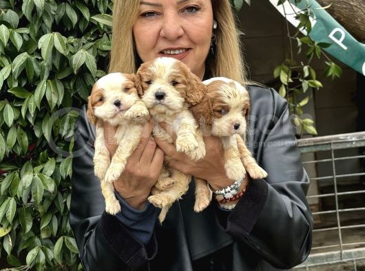 Efsane Cavalier King Charles Yavrularımız görsel