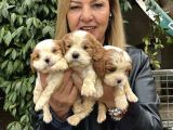 Efsane Cavalier King Charles Yavrularımız