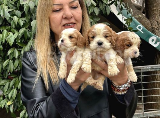 Efsane Cavalier King Charles Yavrularımız görsel