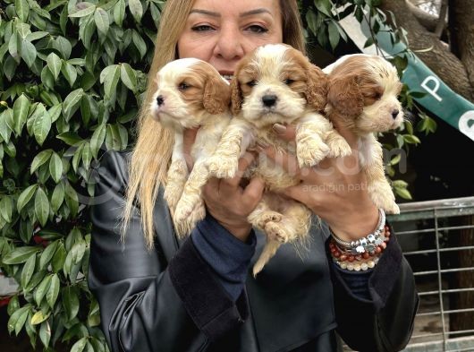Efsane Cavalier King Charles Yavrularımız görsel
