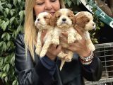 Efsane Cavalier King Charles Yavrularımız
