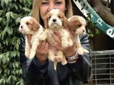 Efsane cavalier king charles yavrularımız