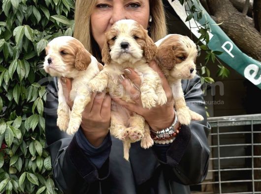 Efsane cavalier king charles yavrularımız