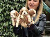 Efsane Cavalier King Charles Yavrularımız