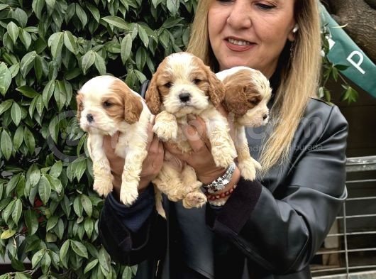 Efsane Cavalier King Charles Yavrularımız görsel