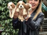 Efsane Cavalier King Charles Yavrularımız