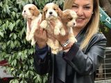 Efsane Cavalier King Charles Yavrularımız