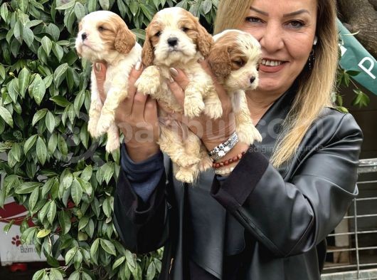 Efsane Cavalier King Charles Yavrularımız görsel