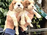 Harika Cavalier King Charles Yavrularımız