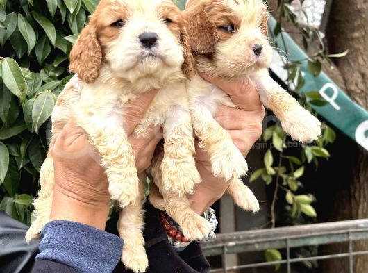 Harika Cavalier King Charles Yavrularımız görsel