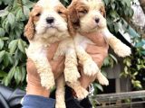 Harika cavalier king charles yavrularımız