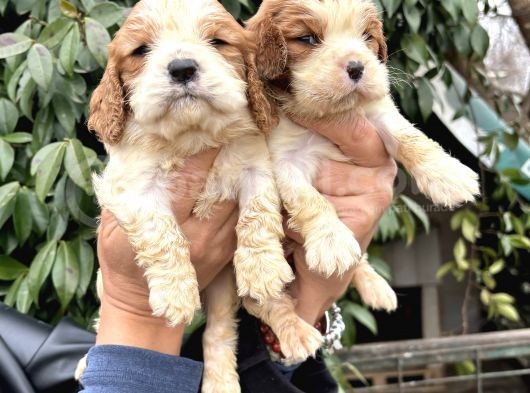 Harika cavalier king charles yavrularımız