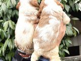 Harika Cavalier King Charles Yavrularımız