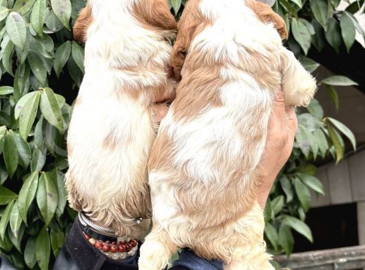 Harika Cavalier King Charles Yavrularımız görsel