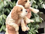Harika Cavalier King Charles Yavrularımız
