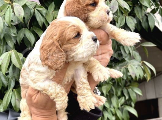 Harika Cavalier King Charles Yavrularımız görsel