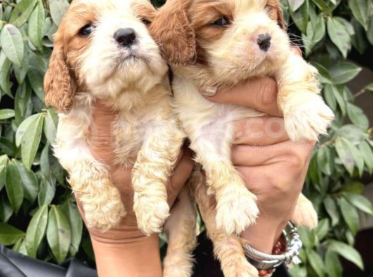 Harika Cavalier King Charles Yavrularımız görsel