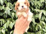 Harika Cavalier King Charles Yavrularımız
