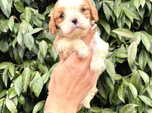 Harika Cavalier King Charles Yavrularımız görsel