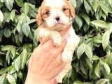 Harika Cavalier King Charles Yavrularımız