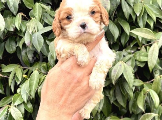 Harika Cavalier King Charles Yavrularımız görsel