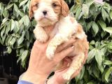 Harika Cavalier King Charles Yavrularımız