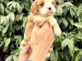 Harika Cavalier King Charles Yavrularımız