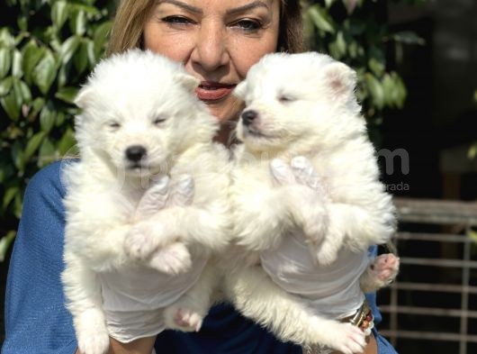 Muhteşem Samoyed Yavrularımız görsel
