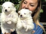 Muhteşem Samoyed Yavrularımız