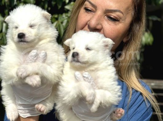Muhteşem Samoyed Yavrularımız görsel
