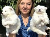 Muhteşem Samoyed Yavrularımız