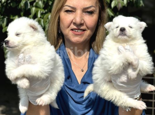 Muhteşem Samoyed Yavrularımız görsel
