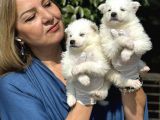 Muhteşem Samoyed Yavrularımız