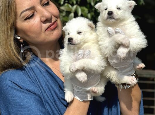 Muhteşem Samoyed Yavrularımız görsel