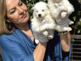 Muhteşem Samoyed Yavrularımız