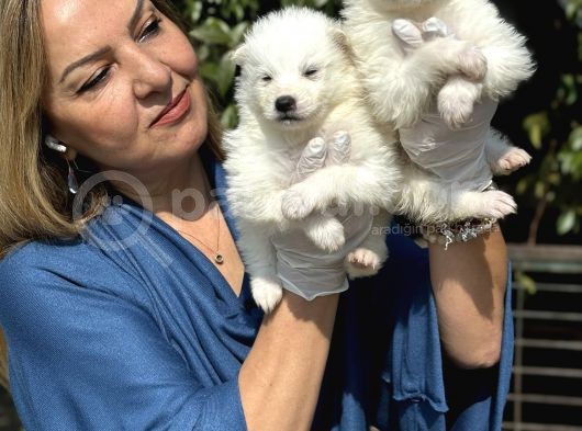 Muhteşem Samoyed Yavrularımız görsel